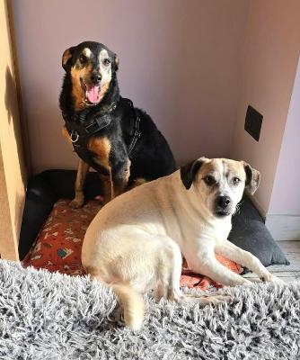 VENDO Cani a Alpignano – foto 1