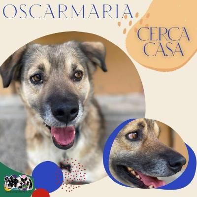VENDO Cani a Alpignano – foto 1