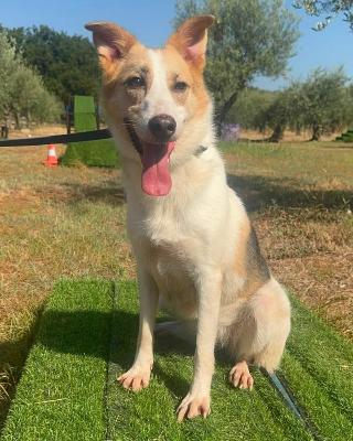 VENDO Cani a Cervasca – foto 1