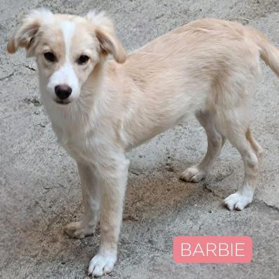 VENDO Cani a Cervasca – foto 1