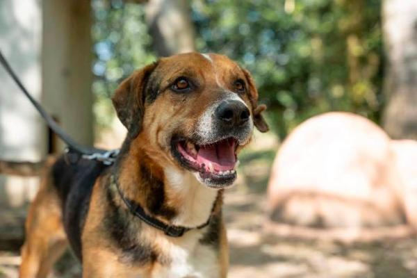 VENDO Cani a Ferrara – foto 1