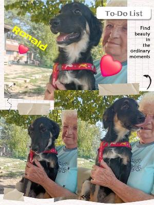 VENDO Cani a Perugia – foto 1
