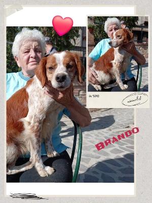 VENDO Cani a Perugia – foto 1