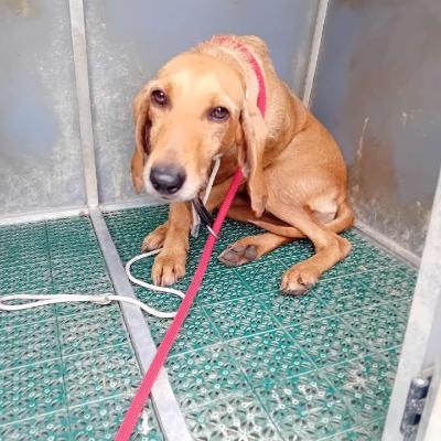 VENDO Cani a Gaggiano – foto 1