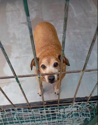 VENDO Cani a Genova – foto 1