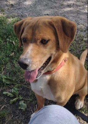 VENDO Cani a Vicoforte – foto 1